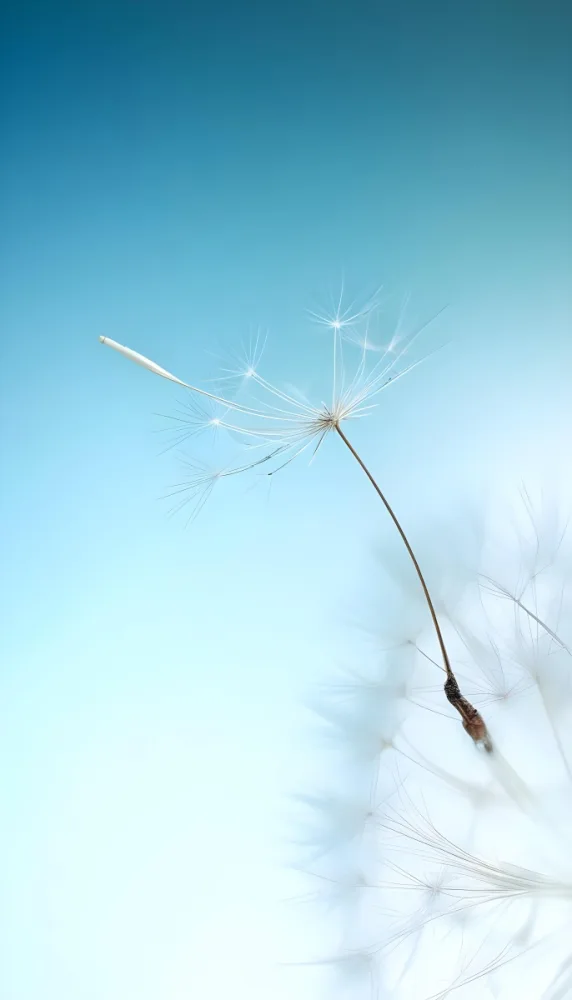 Dandelion Seed With White Filaments Attached To A Small Brown Seed Light Blue Background Soft Lighting Macro Photography Delicate And Airy Composition 6 377b