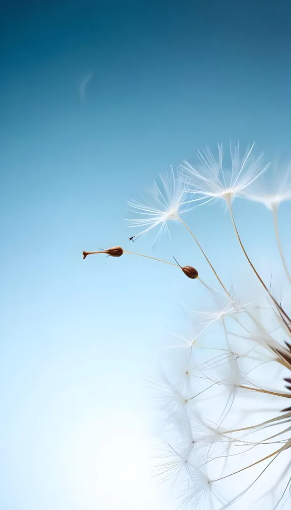 Dandelion Seed With White Filaments Attached To A Small Brown Seed Light Blue Background Soft Lighting Macro Photography Delicate And Airy Composition 9 91c2