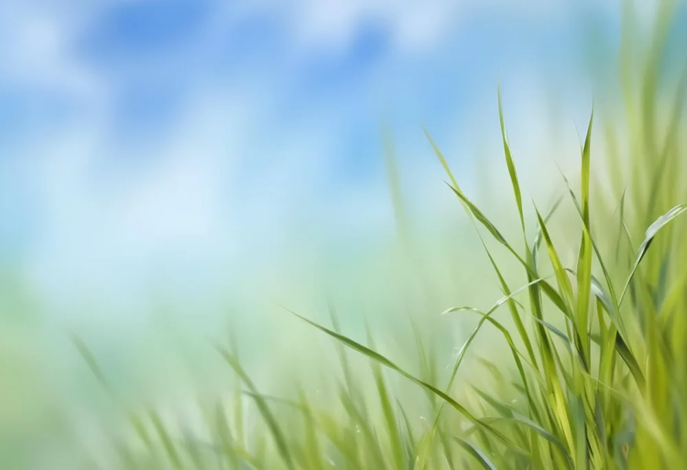 Green Grass Blades With Dew Drops Against A Blurred Background 25 20f5
