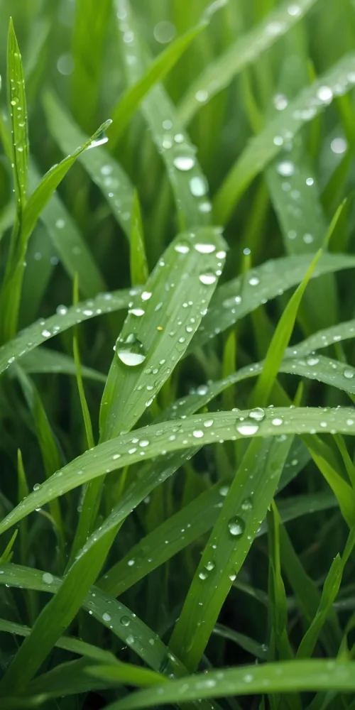 Green Grass Blades With Water Droplets Close Up View Of A Lush Dewy Meadow 2 3f3f