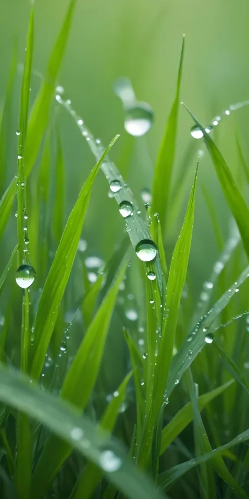 Green Grass Blades With Water Droplets Close Up View Of A Lush Dewy Meadow 9 0fdd