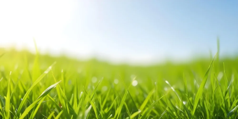 Green Grass Field With A Clear Blue Sky Sunny Day Vibrant Colors Natural Light Blurred Background Peaceful Scene Nature Photography 10 48cd