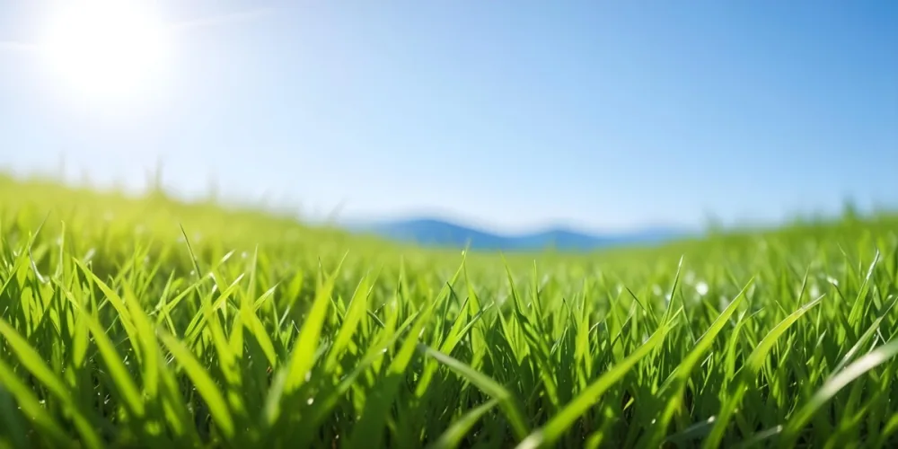 Green Grass Field With A Clear Blue Sky Sunny Day Vibrant Colors Natural Light Blurred Background Peaceful Scene Nature Photography 11 1ff2