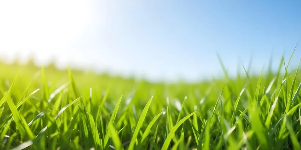 Green Grass Field With A Clear Blue Sky Sunny Day Vibrant Colors Natural Light Blurred Background Peaceful Scene Nature Photography 12 6833