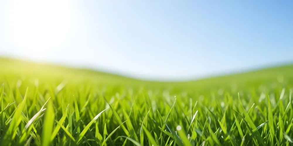 Green Grass Field With A Clear Blue Sky Sunny Day Vibrant Colors Natural Light Blurred Background Peaceful Scene Nature Photography 14 B1f2