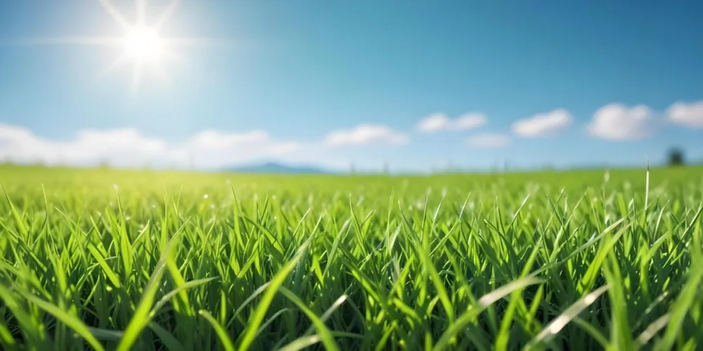 Green Grass Field With A Clear Blue Sky Sunny Day Vibrant Colors Natural Light Blurred Background Peaceful Scene Nature Photography 15 F7a0