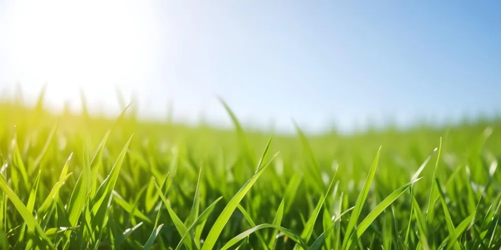 Green Grass Field With A Clear Blue Sky Sunny Day Vibrant Colors Natural Light Blurred Background Peaceful Scene Nature Photography 2 B54f