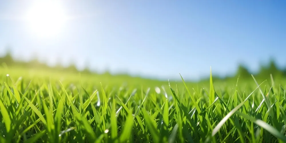 Green Grass Field With A Clear Blue Sky Sunny Day Vibrant Colors Natural Light Blurred Background Peaceful Scene Nature Photography 6 C178