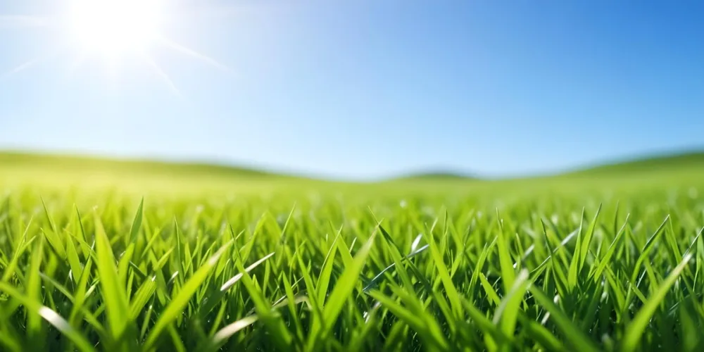 Green Grass Field With A Clear Blue Sky Sunny Day Vibrant Colors Natural Light Blurred Background Peaceful Scene Nature Photography 8 6f61