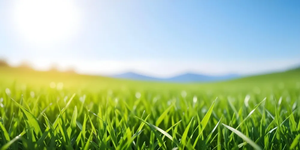 Green Grass Field With A Clear Blue Sky Sunny Day Vibrant Colors Natural Light Blurred Background Peaceful Scene Nature Photography 9 2720