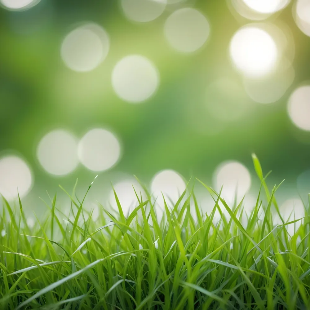 Green Grass In The Foreground With A Blurred Background Of Green And White Bokeh Nature Outdoors 10 B508