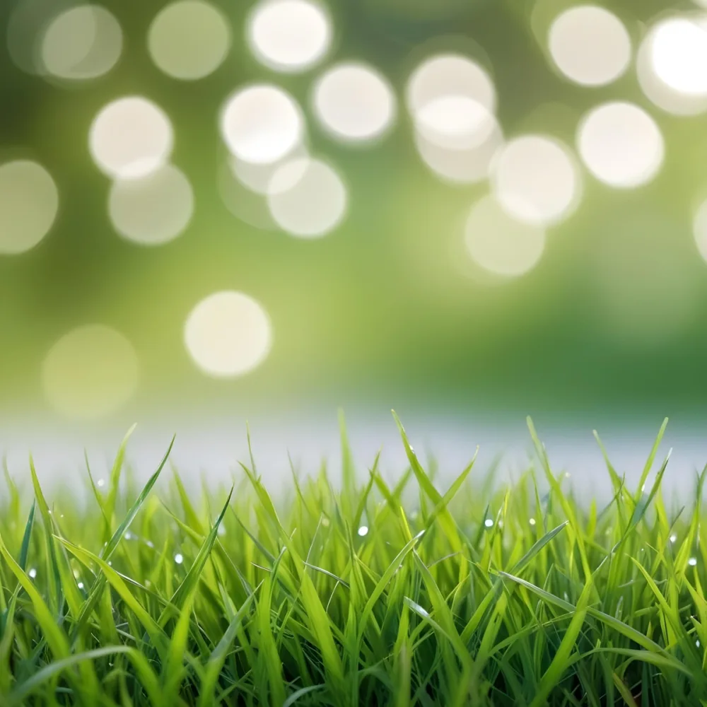 Green Grass In The Foreground With A Blurred Background Of Green And White Bokeh Nature Outdoors 12 Fe7a