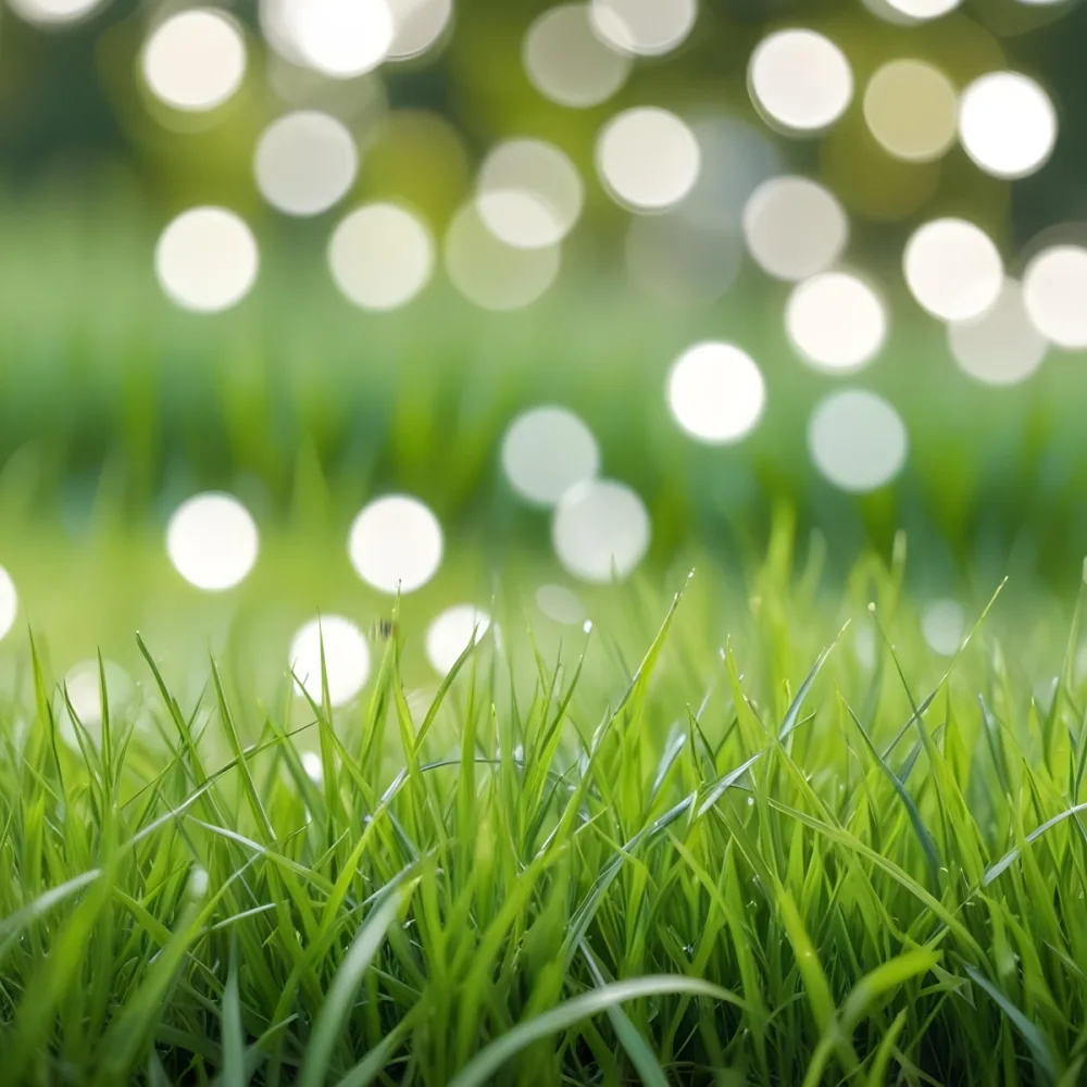 Green Grass In The Foreground With A Blurred Background Of Green And White Bokeh Nature Outdoors 16 D462