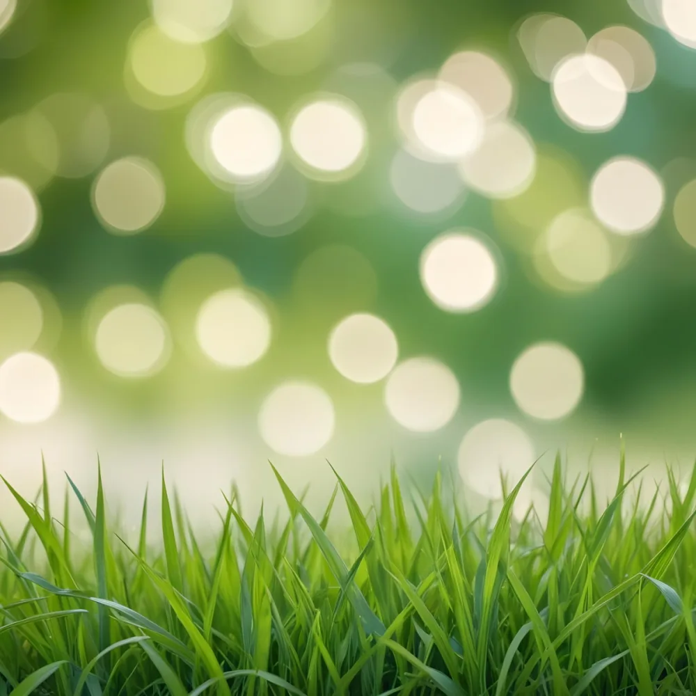 Green Grass In The Foreground With A Blurred Background Of Green And White Bokeh Nature Outdoors 22 9c11