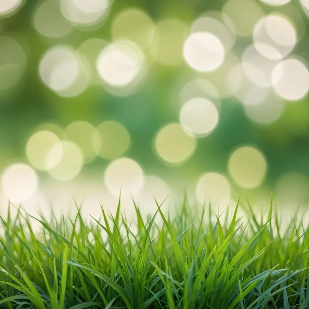 Green Grass In The Foreground With A Blurred Background Of Green And White Bokeh Nature Outdoors 25 Cad5