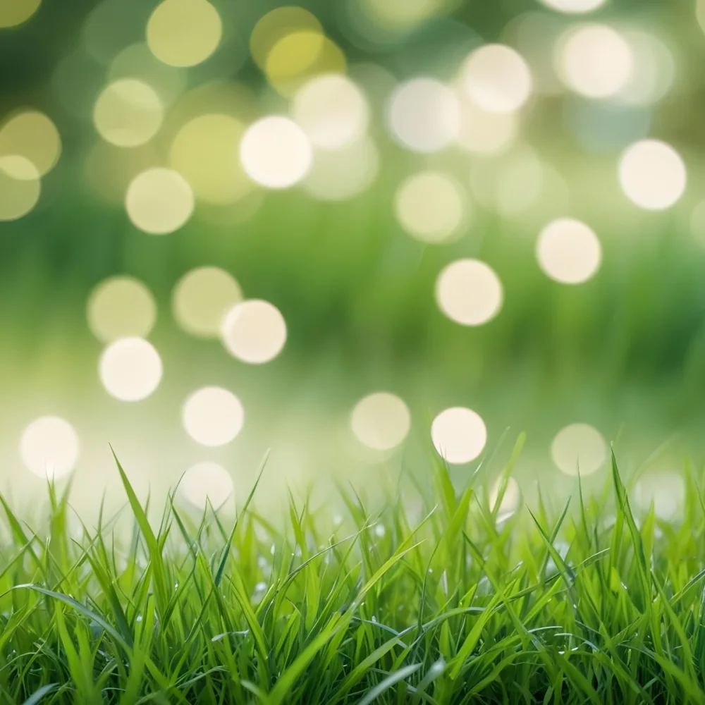 Green Grass In The Foreground With A Blurred Background Of Green And White Bokeh Nature Outdoors 38 3ed7