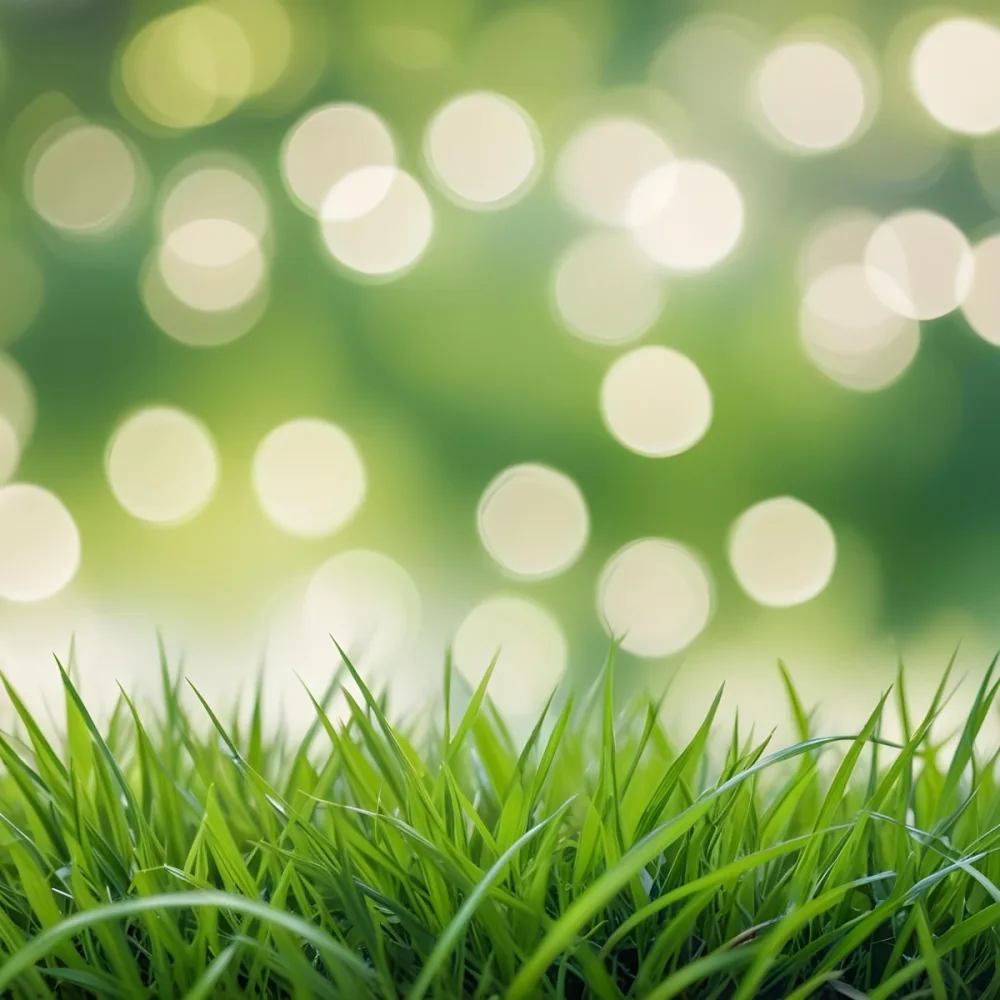 Green Grass In The Foreground With A Blurred Background Of Green And White Bokeh Nature Outdoors 49 6bd2