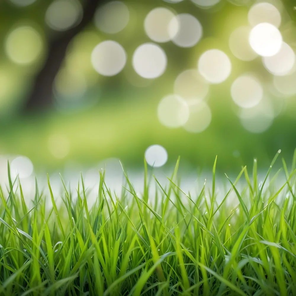 Green Grass In The Foreground With A Blurred Background Of Green And White Bokeh Nature Outdoors 5 0ab9