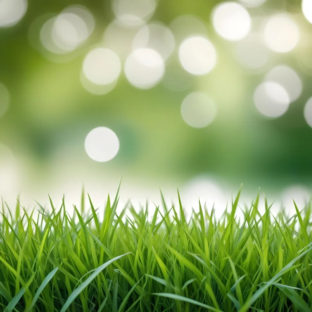 Green Grass In The Foreground With A Blurred Background Of Green And White Bokeh Nature Outdoors 5 B4db