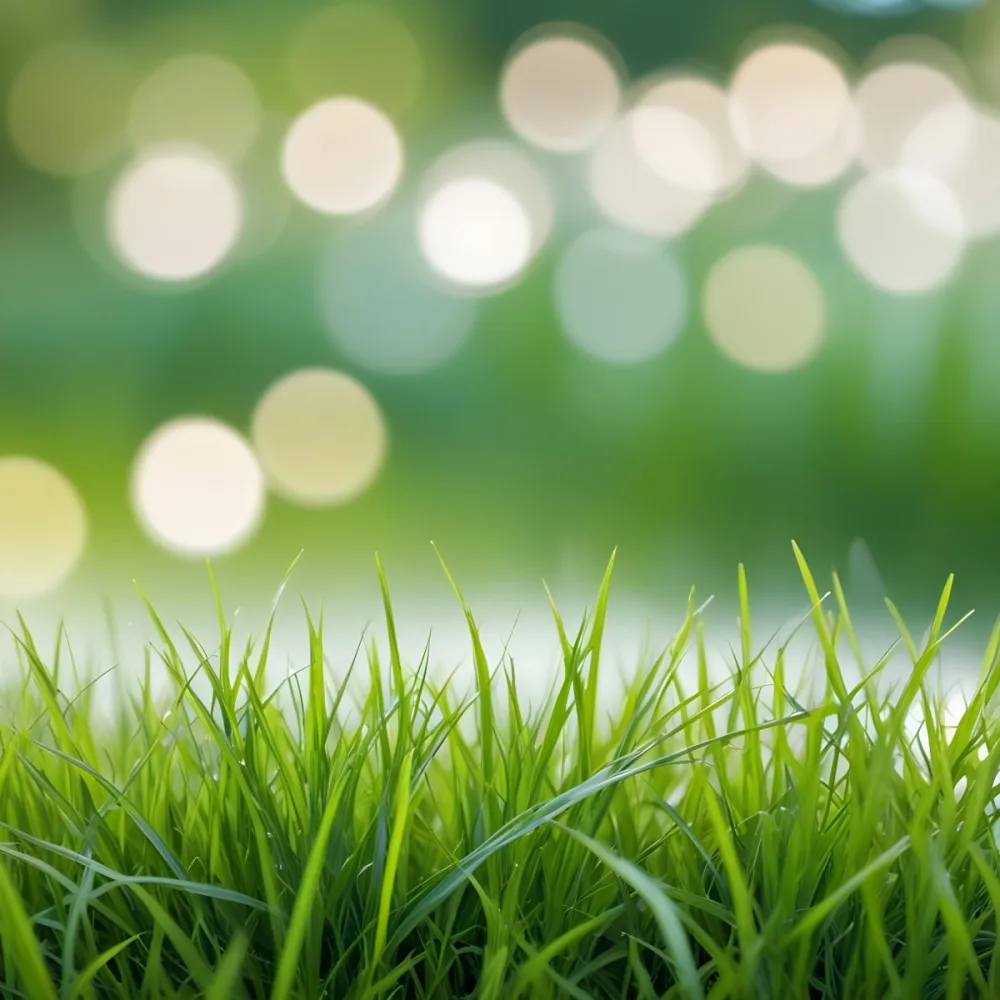Green Grass In The Foreground With A Blurred Background Of Green And White Bokeh Nature Outdoors 6 8f0d