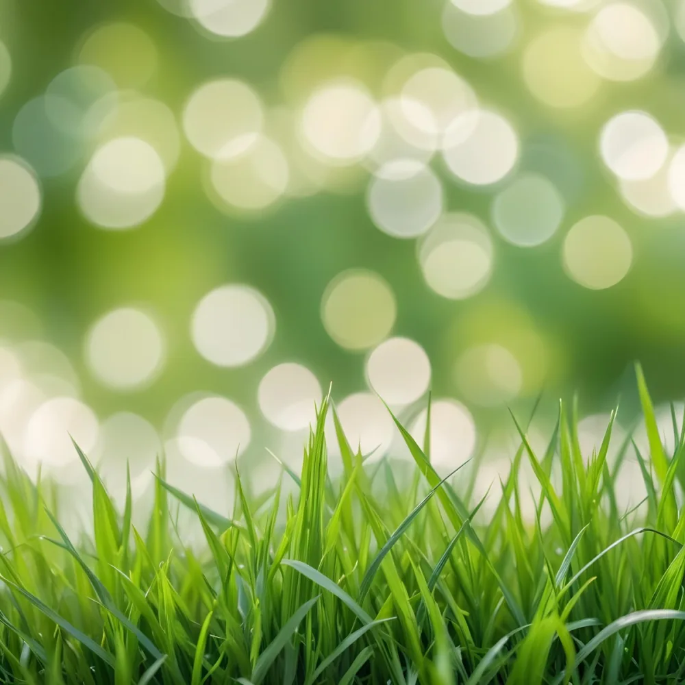 Green Grass In The Foreground With A Blurred Background Of Green And White Bokeh Nature Outdoors 7 5f2a