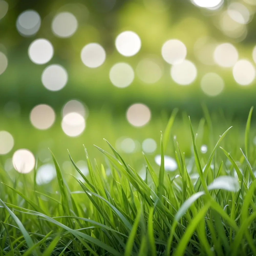 Green Grass In The Foreground With A Blurred Background Of Green And White Bokeh Nature Outdoors 8 C9bc