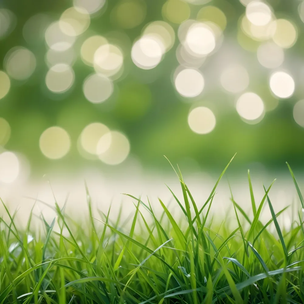 Green Grass In The Foreground With A Blurred Background Of Green And White Bokeh Nature Outdoors 9 94d8
