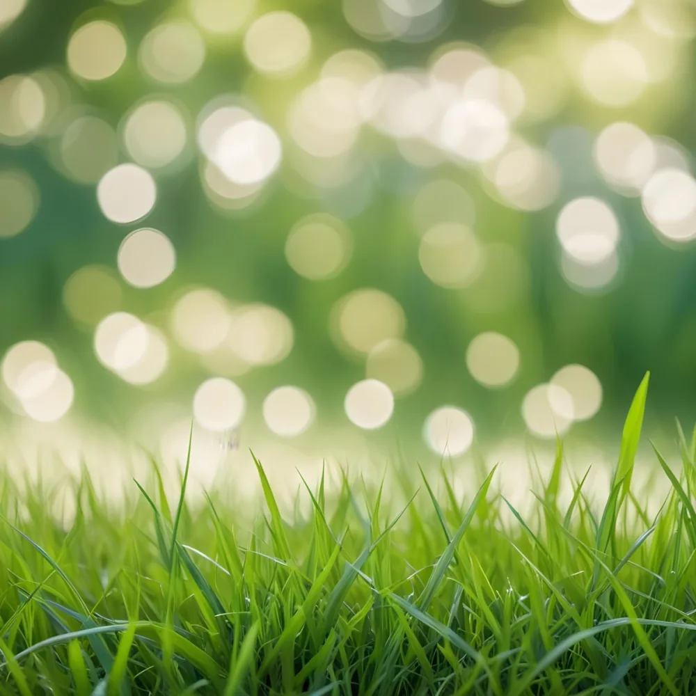 Green Grass In The Foreground With A Blurred Background Of Green And White Bokeh Nature Outdoors 9 Fb63