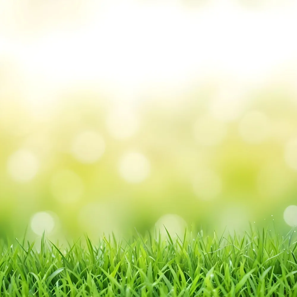 Green Grass With A Bokeh Effect Background The Grass Is Vibrant And Healthy The Background Is Soft And Dreamy Creating A Inviting Scene 28 493e