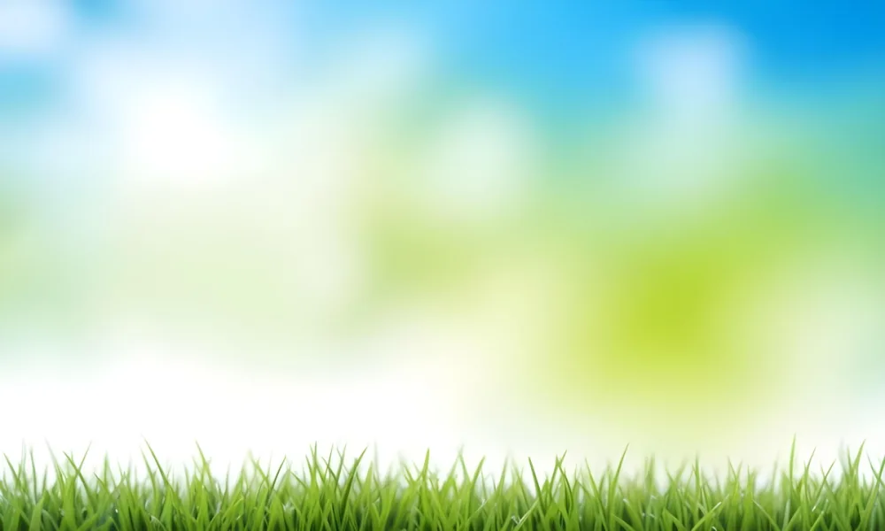 Green Grass With Blurred Blue Sky And White Clouds In The Background 7 3d5b