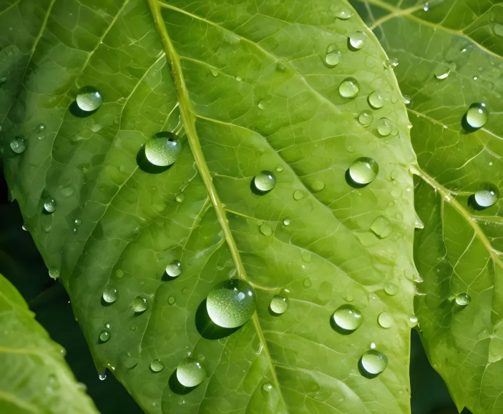 Green Leaf With Water Droplets Close Up View Of The Leaf S Surface Showing The Intricate Veins And Smooth Appearance 9 Bcc2