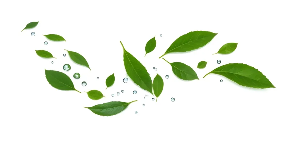Green Leaves Of Different Sizes Floating In The Water Some Of Them With Water Drops In A White Background 9 12cf