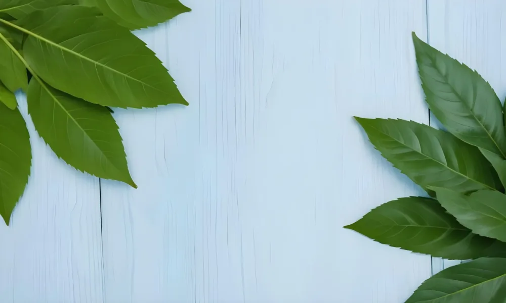 Green Leaves On A Light Blue Wooden Surface The Leaves Are Arranged In The Corners Of The Image The Background Is A Light Blue Color 29 36d1