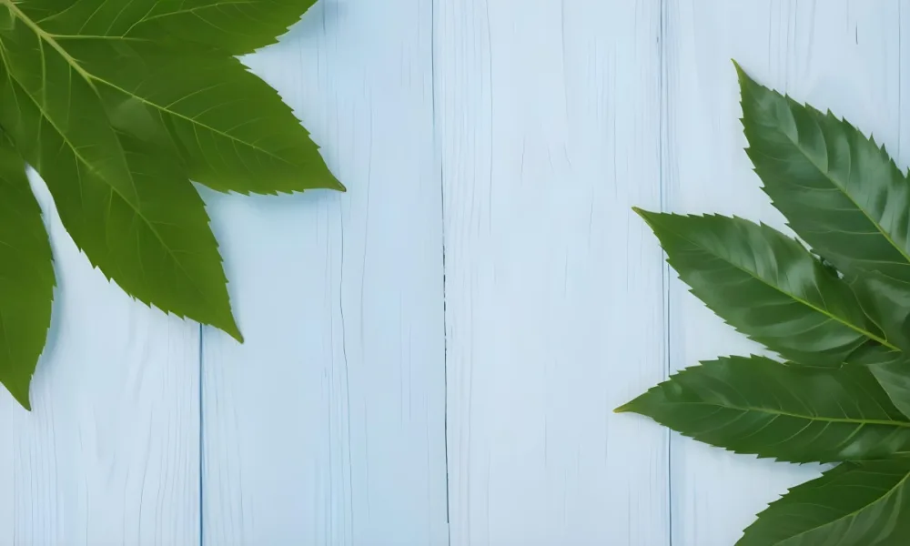 Green Leaves On A Light Blue Wooden Surface The Leaves Are Arranged In The Corners Of The Image The Background Is A Light Blue Color 6 F6fe