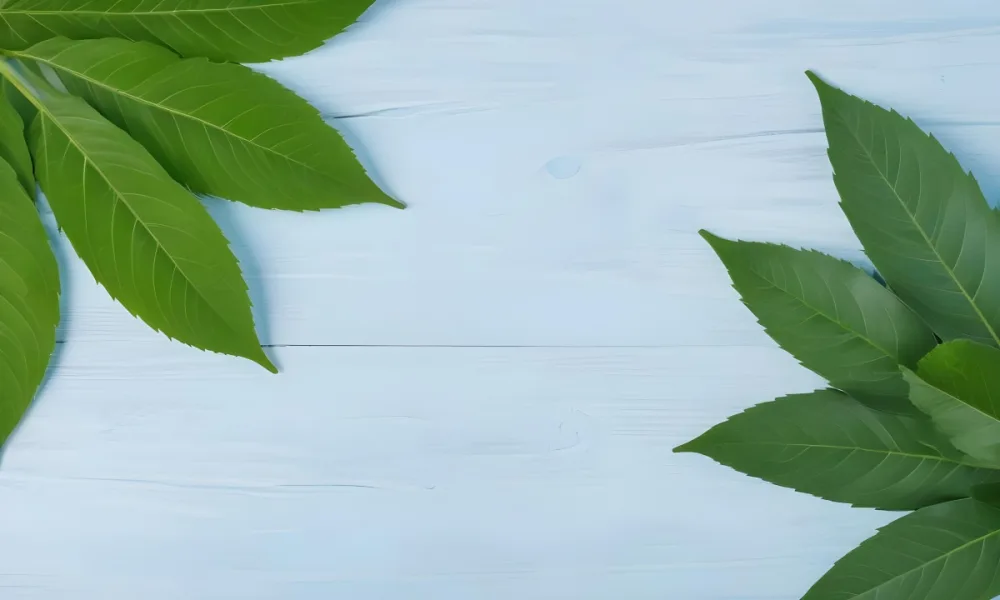 Green Leaves On A Light Blue Wooden Surface The Leaves Are Arranged In The Corners Of The Image The Background Is A Light Blue Color 8 9650