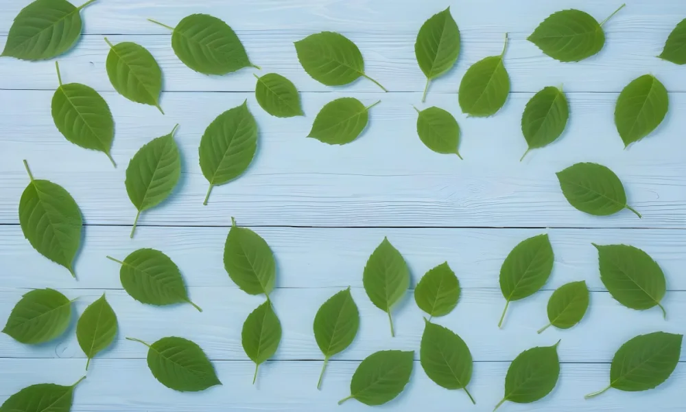 Green Leaves On A Light Blue Wooden Surface The Leaves Are Arranged In The Corners Of The Image The Background Is A Light Blue Color 9 9af3