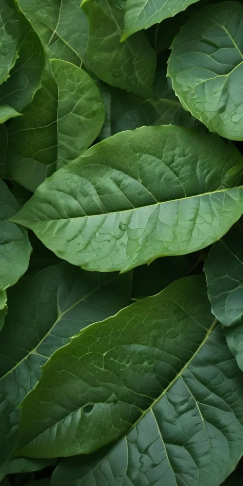 Green Leaves With Intricate Textures Creating A Natural Background 24 B0db