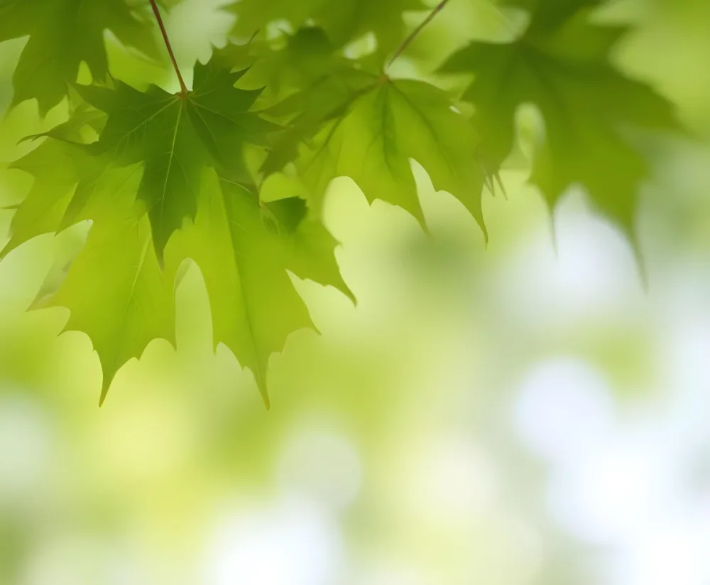 Green Maple Leaves With Blurred Background 2 E32a