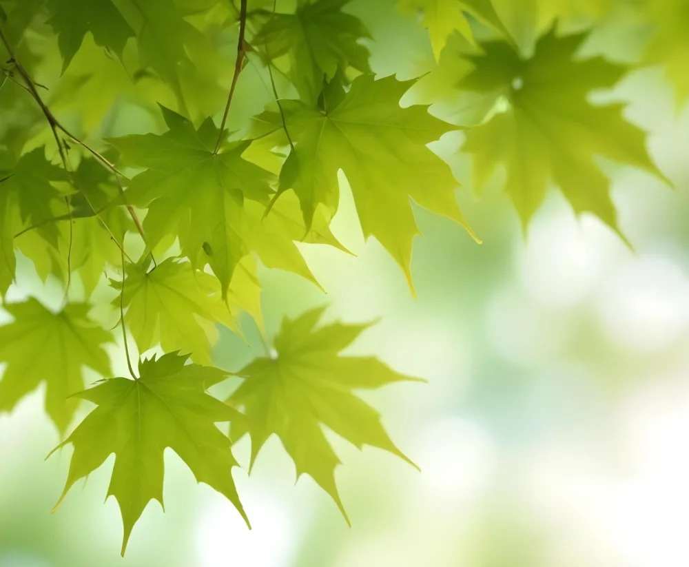 Green Maple Leaves With Blurred Background 4 4cd9