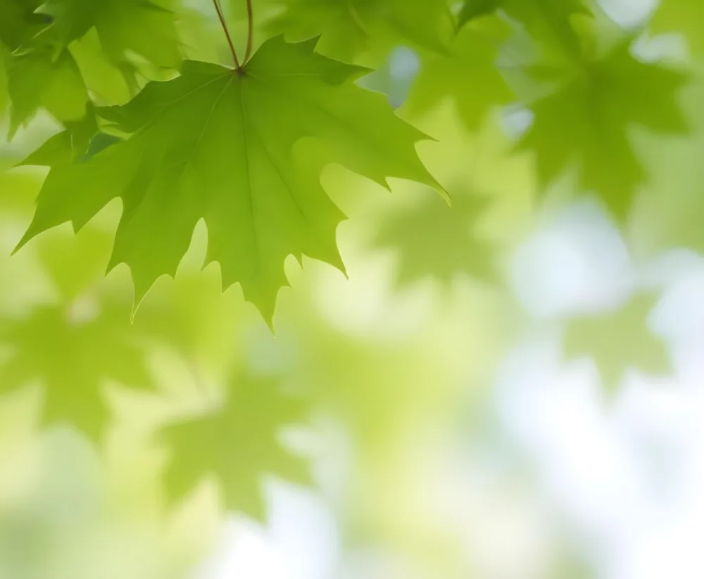 Green Maple Leaves With Blurred Background 5 6031