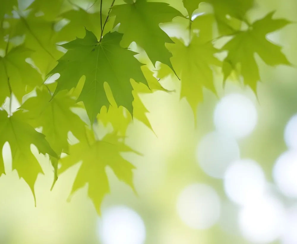 Green Maple Leaves With Blurred Background 5 E3fa