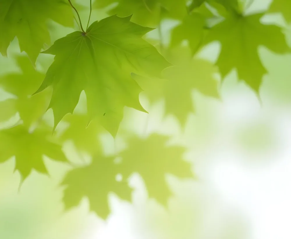 Green Maple Leaves With Blurred Background 6 07b2