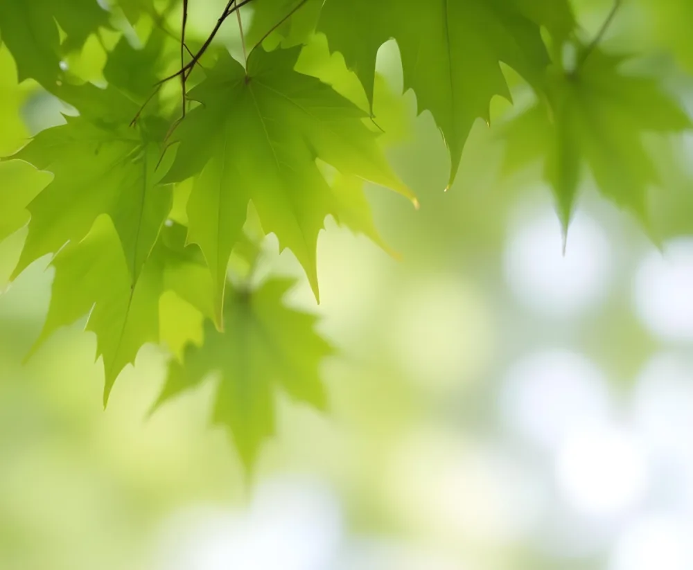 Green Maple Leaves With Blurred Background 7 517e