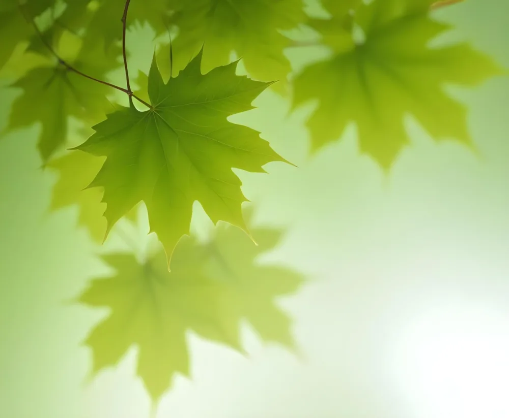 Green Maple Leaves With Blurred Background 7 Abdc