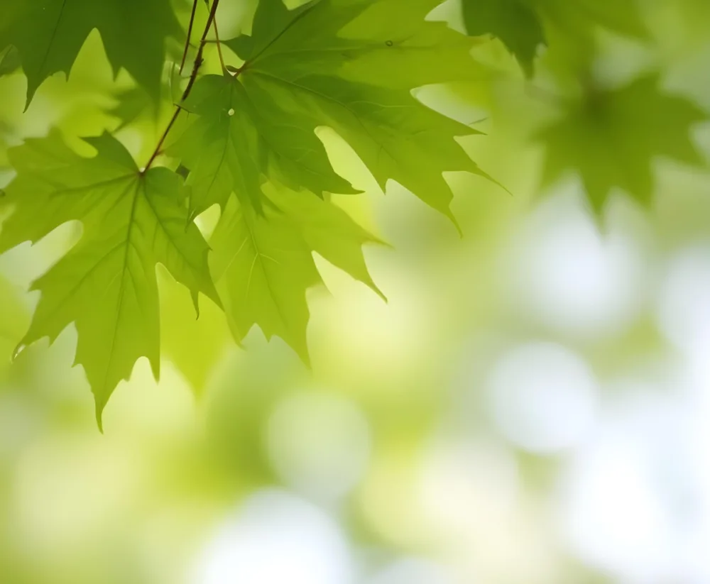 Green Maple Leaves With Blurred Background 8 2528