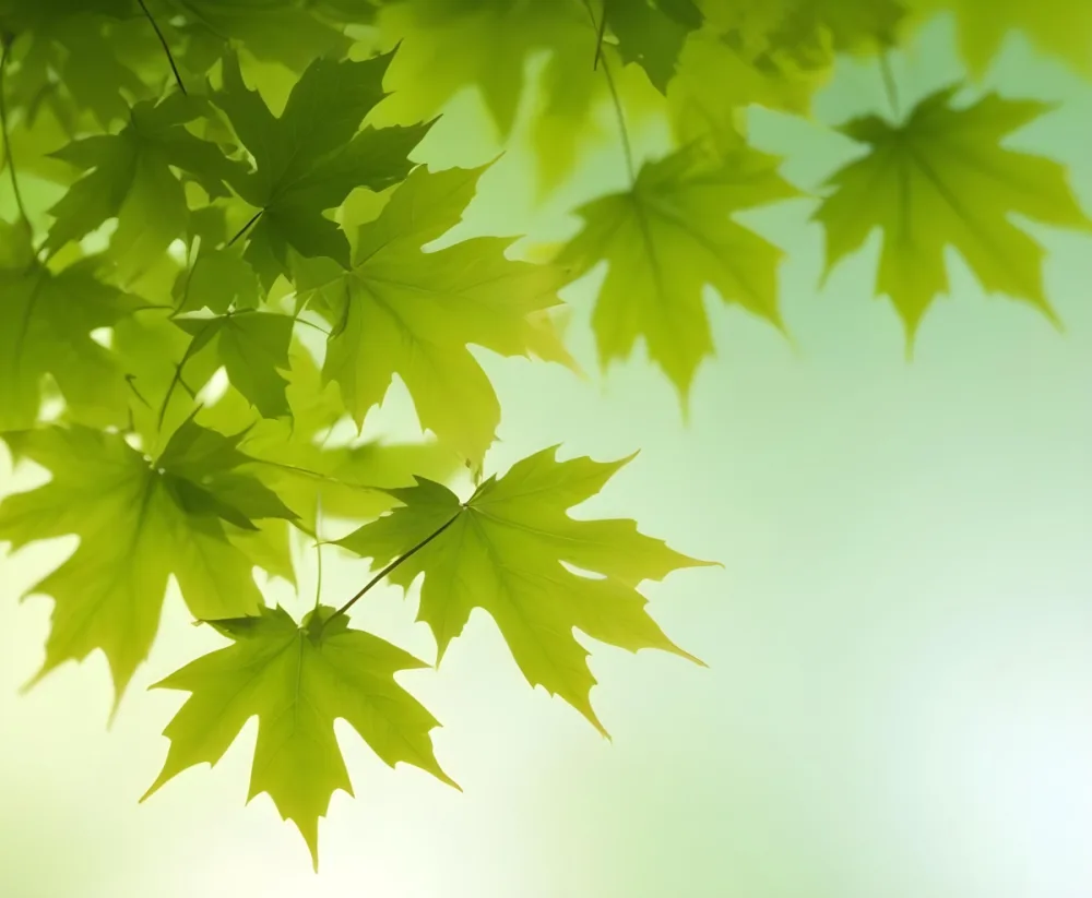 Green Maple Leaves With Blurred Background 8 B93e
