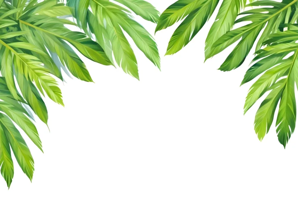 Green Palm Leaves Arranged On The Top And Sides Creating A Frame Isolated On A White Background Tropical Vibrant Natural Light 35 B7c0