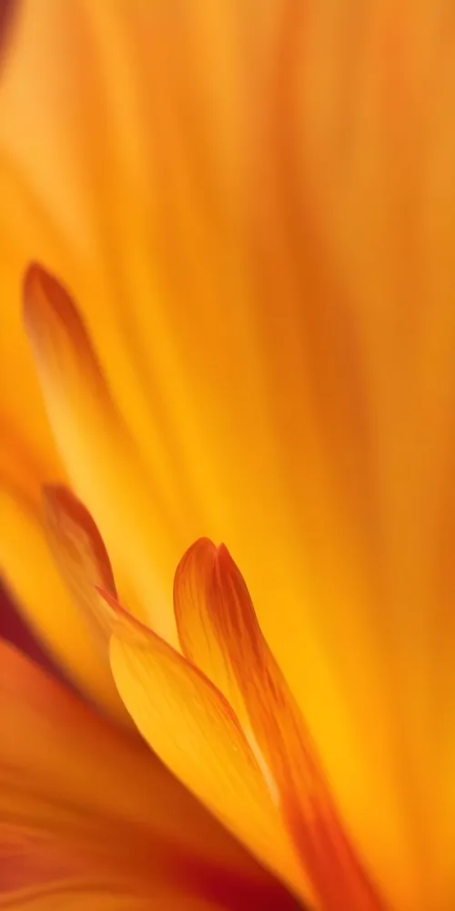 Macro Shot Of Vibrant Red Flower Petals With Orange Tips Soft Lighting Close Up View Showcasing The Intricate Details And Textures Of The Flower 23 Fa26