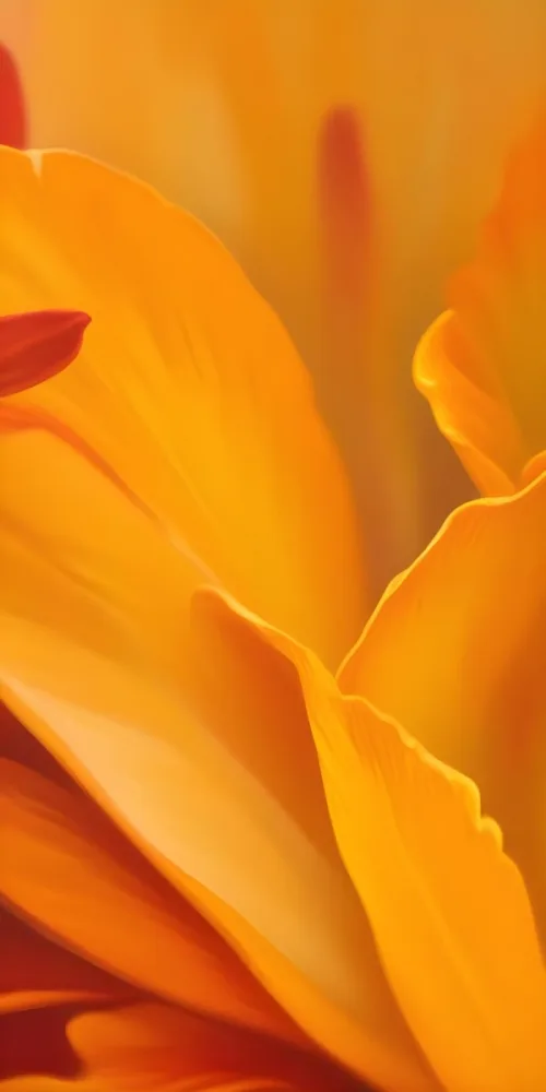 Macro Shot Of Vibrant Red Flower Petals With Orange Tips Soft Lighting Close Up View Showcasing The Intricate Details And Textures Of The Flower 31 7886