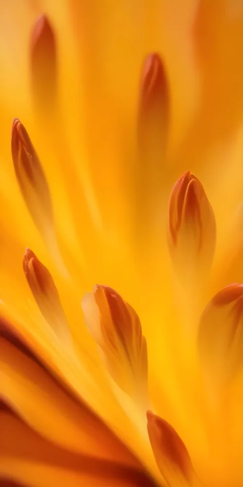 Macro Shot Of Vibrant Red Flower Petals With Orange Tips Soft Lighting Close Up View Showcasing The Intricate Details And Textures Of The Flower 36 6a26
